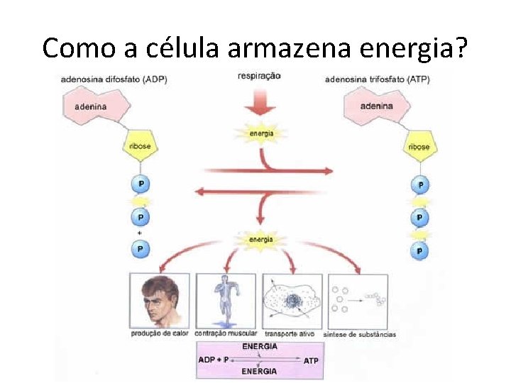 Como a célula armazena energia? 
