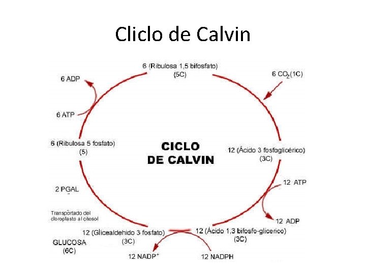 Cliclo de Calvin 