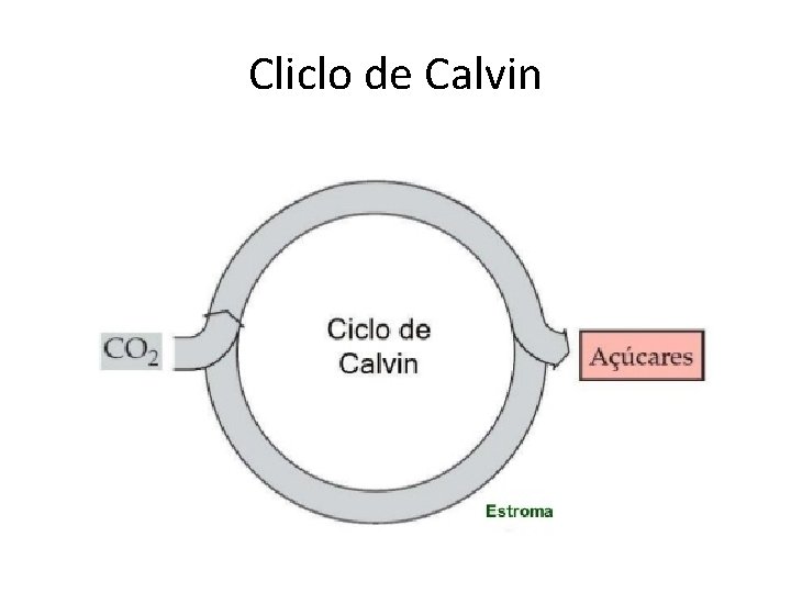 Cliclo de Calvin 