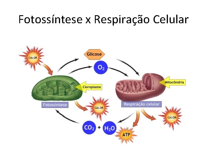 Fotossíntese x Respiração Celular 