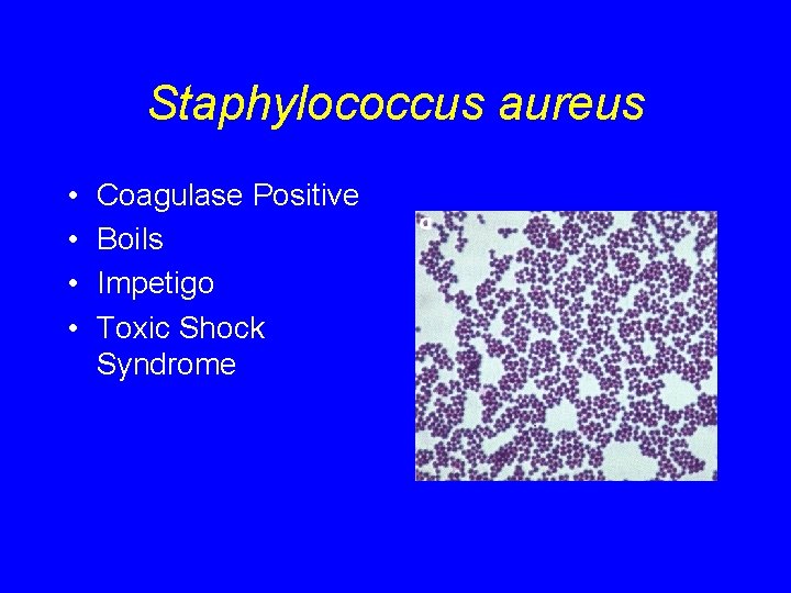 Staphylococcus aureus • • Coagulase Positive Boils Impetigo Toxic Shock Syndrome 