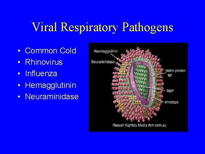 Viral Respiratory Pathogens • • • Common Cold Rhinovirus Influenza Hemagglutinin Neuraminidase 