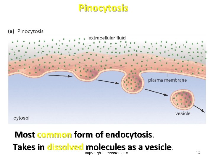Pinocytosis Most common form of endocytosis Takes in dissolved copyright molecules as a vesicle.