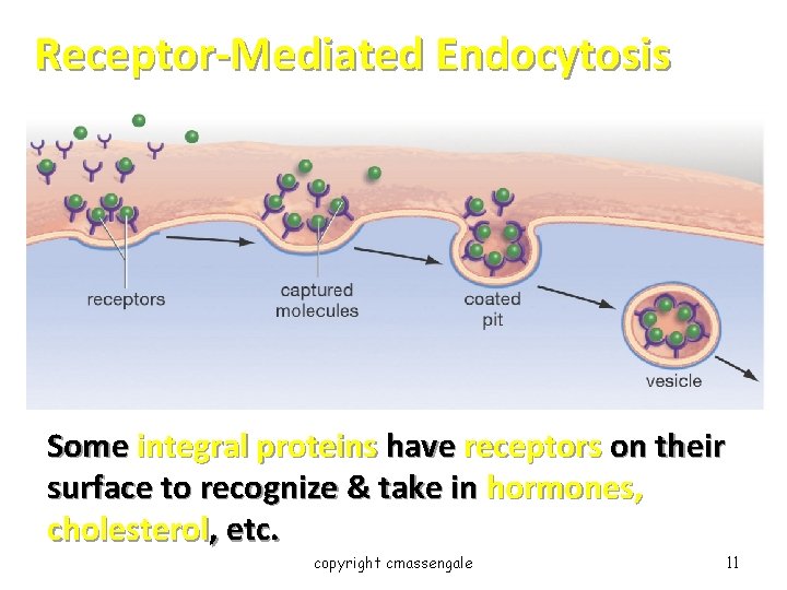 Receptor-Mediated Endocytosis Some integral proteins have receptors on their surface to recognize & take