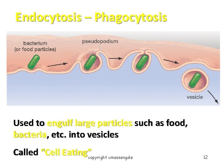 Endocytosis – Phagocytosis Used to engulf large particles such as food, bacteria, etc. into