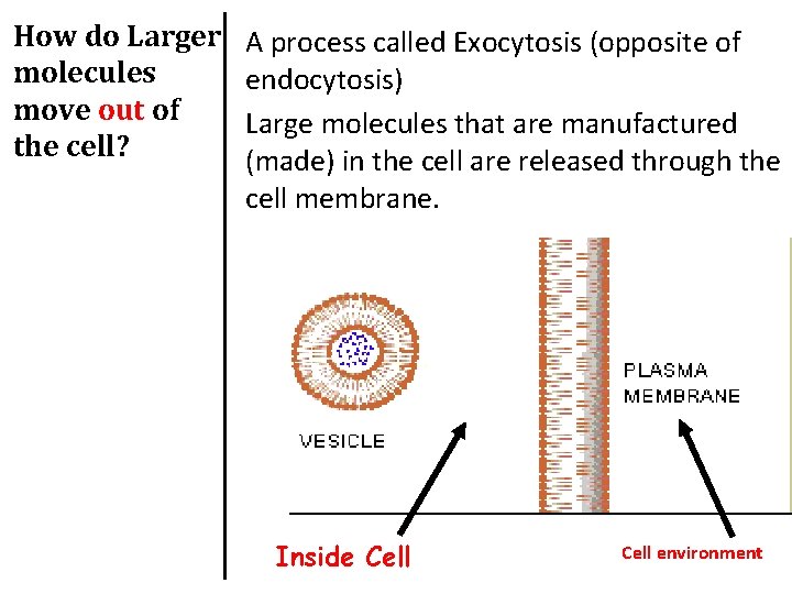 How do Larger molecules move out of the cell? A process called Exocytosis (opposite