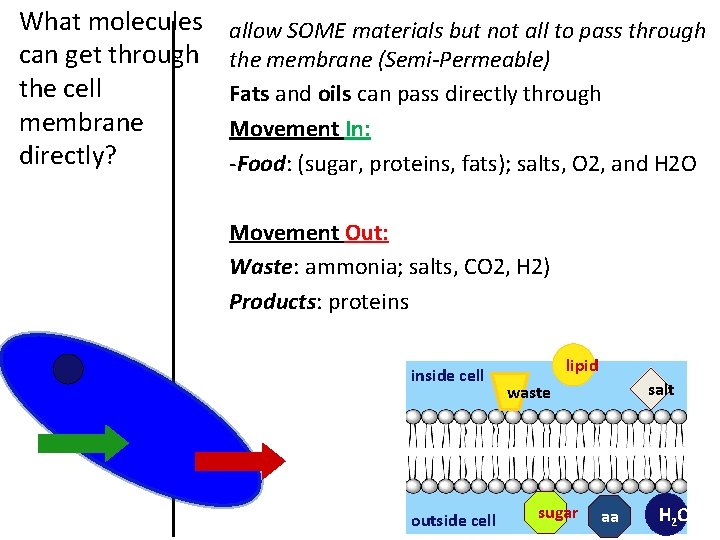 What molecules can get through the cell membrane directly? allow SOME materials but not