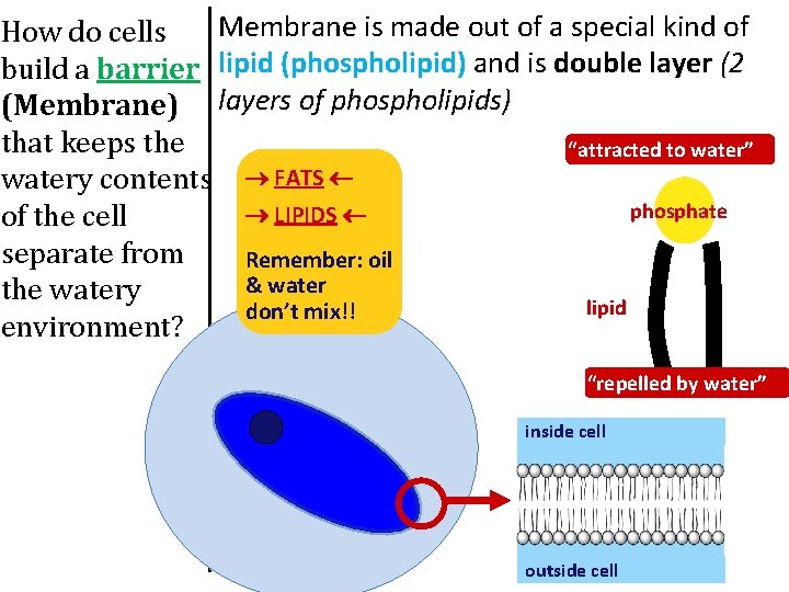 Membrane is made out of a special kind of How do cells build a
