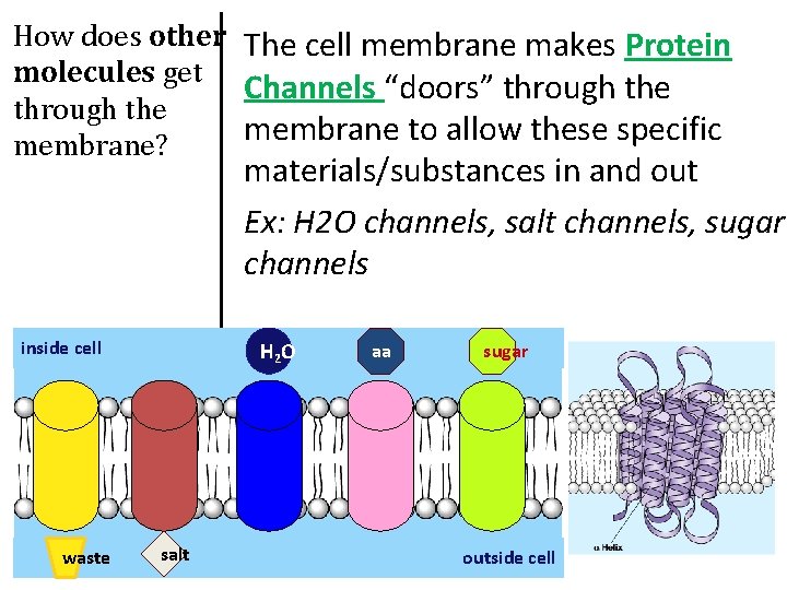 How does other The cell membrane makes Protein molecules get Channels “doors” through the