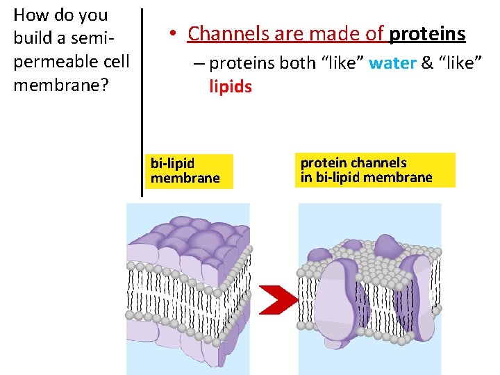 How do you build a semipermeable cell membrane? • Channels are made of proteins