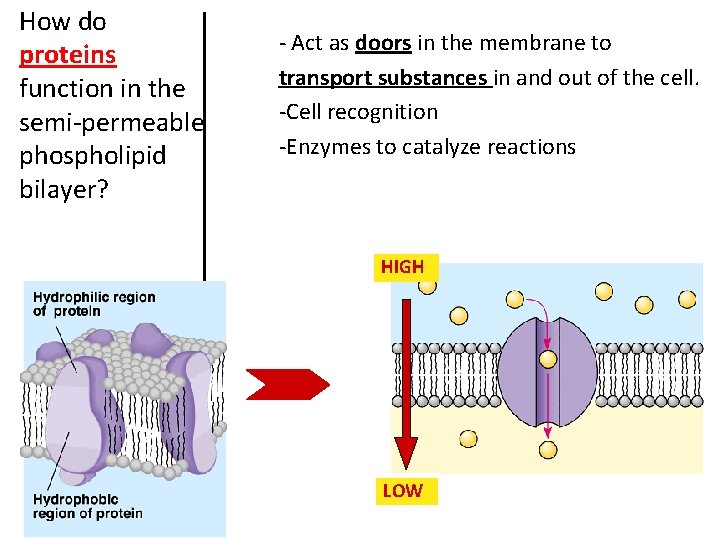 How do proteins function in the semi-permeable phospholipid bilayer? - Act as doors in
