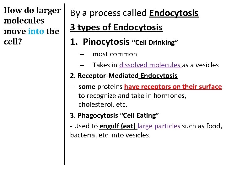 How do larger molecules move into the cell? By a process called Endocytosis 3