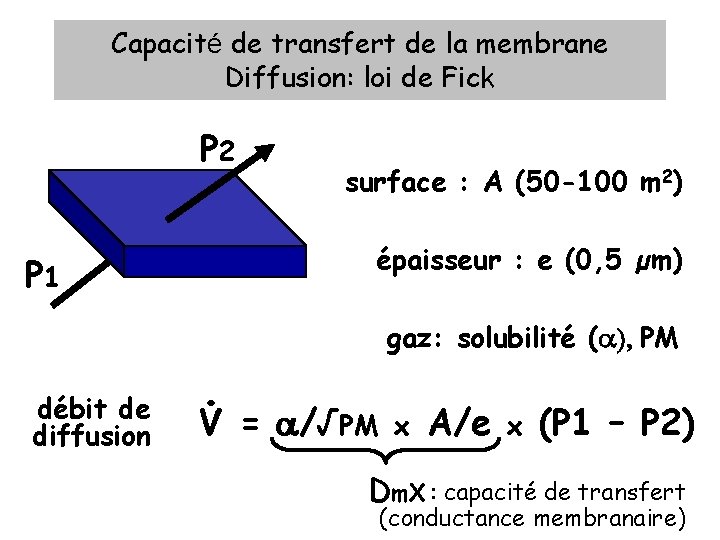 Capacité de transfert de la membrane Diffusion: loi de Fick P 2 épaisseur :