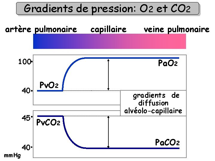 Gradients de pression: O 2 et CO 2 artère pulmonaire 100 40 45 mm.