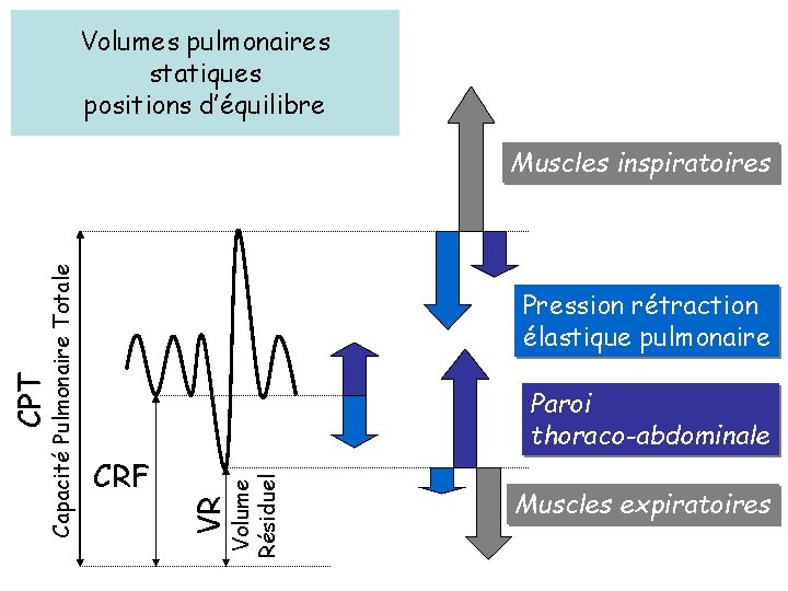 Volumes pulmonaires statiques positions d’équilibre Pression rétraction élastique pulmonaire CPT Capacité Pulmonaire Totale Muscles