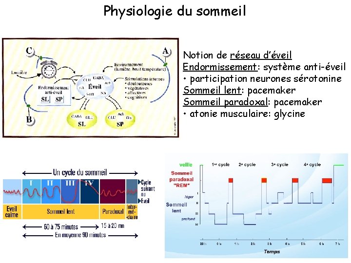 Physiologie du sommeil Notion de réseau d’éveil Endormissement: système anti-éveil • participation neurones sérotonine