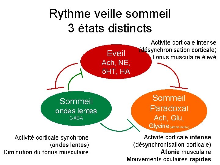 Rythme veille sommeil 3 états distincts Eveil Ach, NE, 5 HT, HA Sommeil ondes