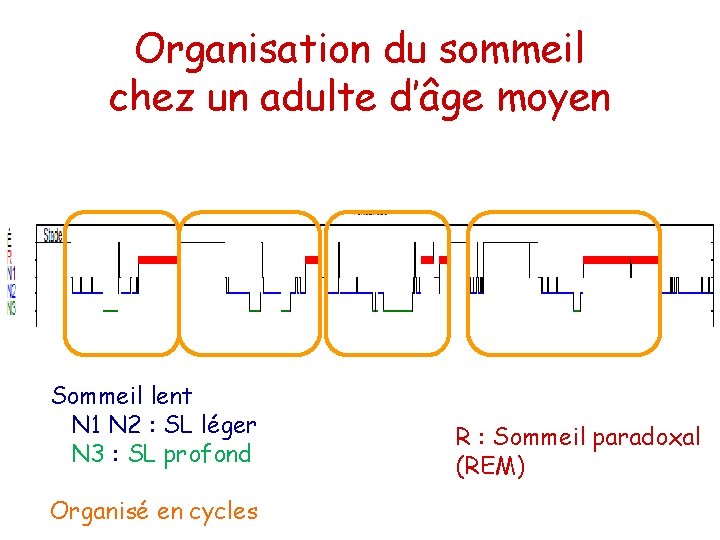 Organisation du sommeil chez un adulte d’âge moyen Sommeil lent N 1 N 2