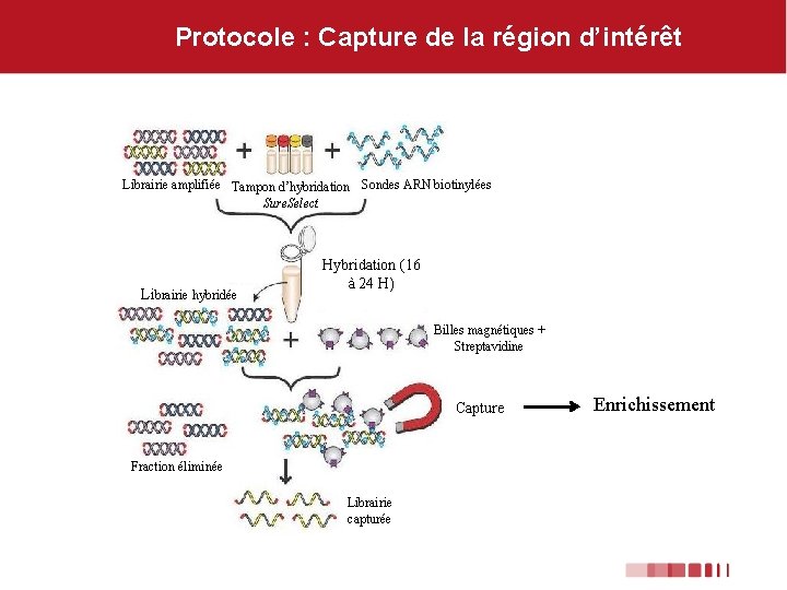 Protocole : Capture de la région d’intérêt Librairie amplifiée Tampon d’hybridation Sondes ARN biotinylées