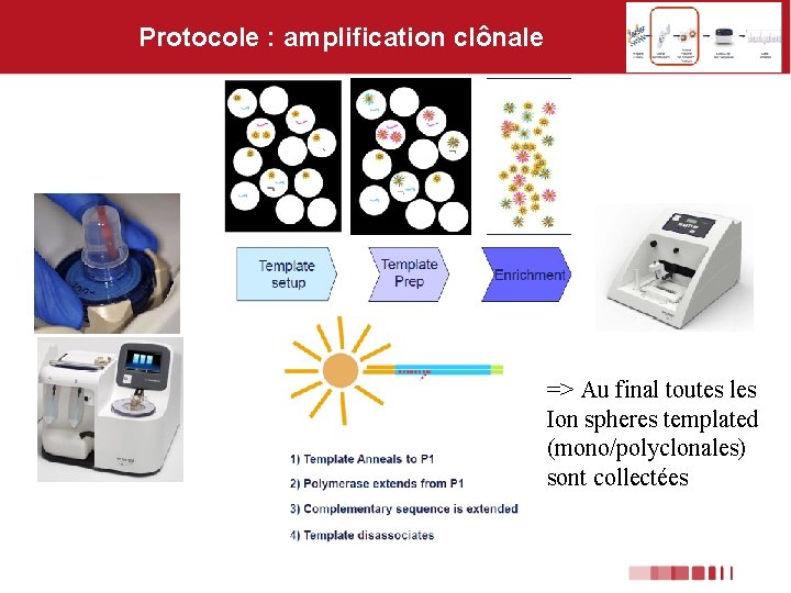 Protocole : amplification clônale => Au final toutes les Ion spheres templated (mono/polyclonales) sont