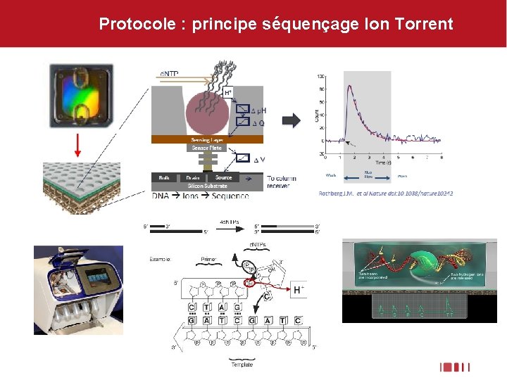 Protocole : principe séquençage Ion Torrent 