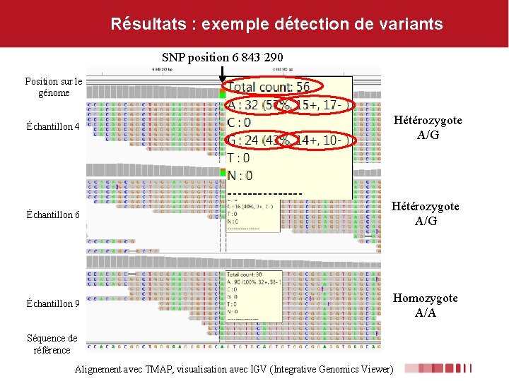 Résultats : exemple détection de variants SNP position 6 843 290 Position sur le