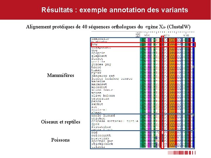 Résultats : exemple annotation des variants Alignement protéiques de 40 séquences orthologues du «gène