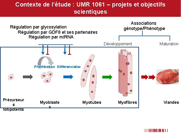 Contexte de l’étude : UMR 1061 – projets et objectifs scientiques Régulation par glycosylation