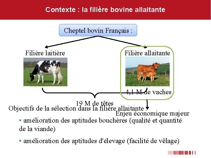 Contexte : la filière bovine allaitante Cheptel bovin Français : Filière laitière Filière allaitante