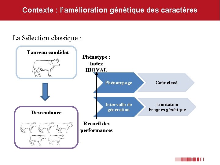 Contexte : l’amélioration génétique des caractères La Sélection classique : Taureau candidat Descendance Phénotype