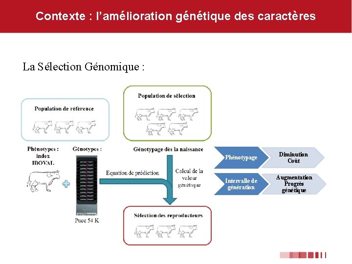 Contexte : l’amélioration génétique des caractères La Sélection Génomique : Phénotypage Diminution Coût Intervalle