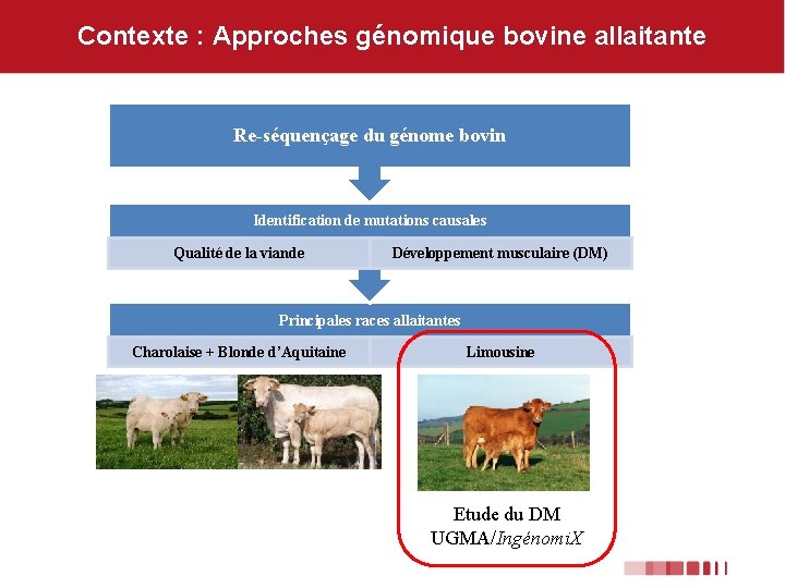 Contexte : Approches génomique bovine allaitante Re-séquençage du génome bovin Identification de mutations causales