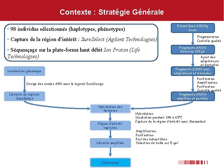 Contexte : Stratégie Générale Echantillons d’ADNg bovin • 98 individus sélectionnés (haplotypes, phénotypes) Fragmentation