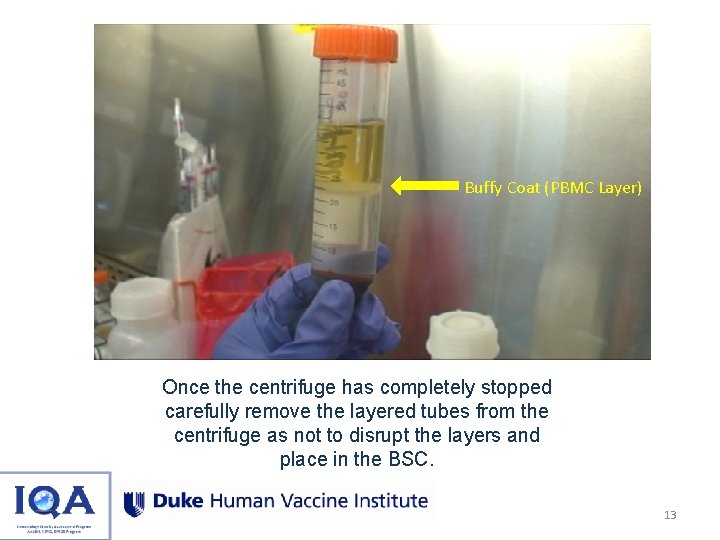 Buffy Coat (PBMC Layer) Once the centrifuge has completely stopped carefully remove the layered
