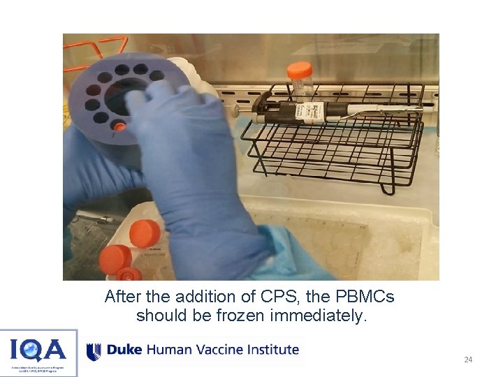 After the addition of CPS, the PBMCs should be frozen immediately. 24 