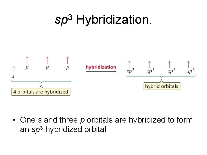sp 3 Hybridization. • One s and three p orbitals are hybridized to form