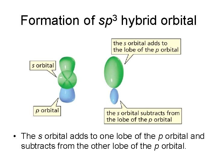 Formation of sp 3 hybrid orbital • The s orbital adds to one lobe