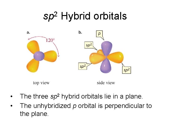 sp 2 Hybrid orbitals • • The three sp 2 hybrid orbitals lie in