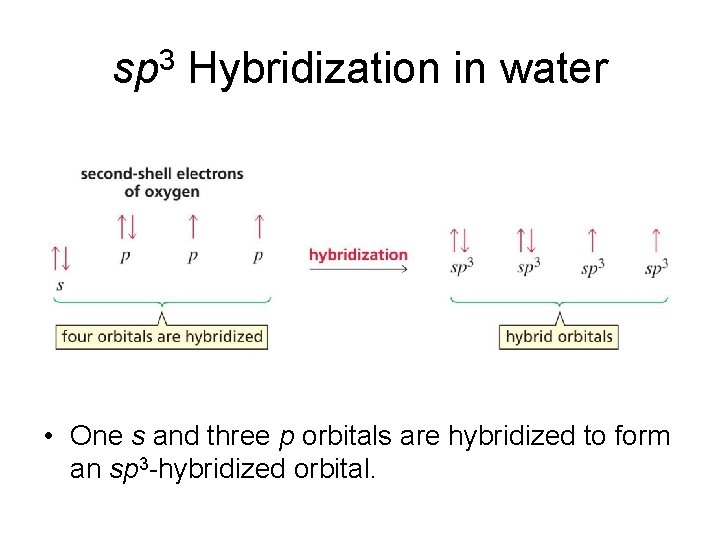 sp 3 Hybridization in water • One s and three p orbitals are hybridized