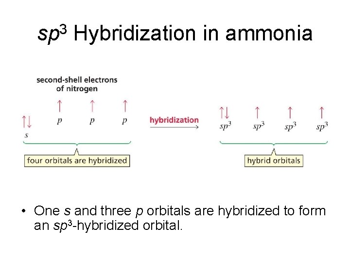 sp 3 Hybridization in ammonia • One s and three p orbitals are hybridized