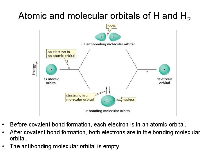 Atomic and molecular orbitals of H and H 2 • Before covalent bond formation,