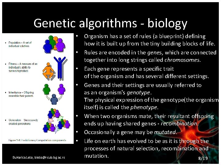 Genetic algorithms - biology Bukarica Leto, bleto@rcub. bg. ac. rs • Organism has a