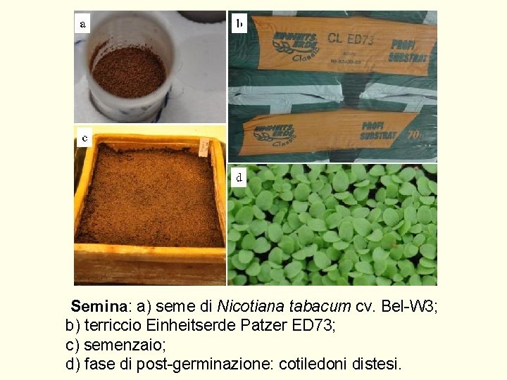 Semina: a) seme di Nicotiana tabacum cv. Bel-W 3; b) terriccio Einheitserde Patzer ED