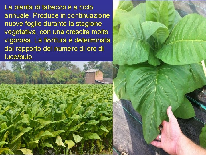 La pianta di tabacco è a ciclo annuale. Produce in continuazione nuove foglie durante