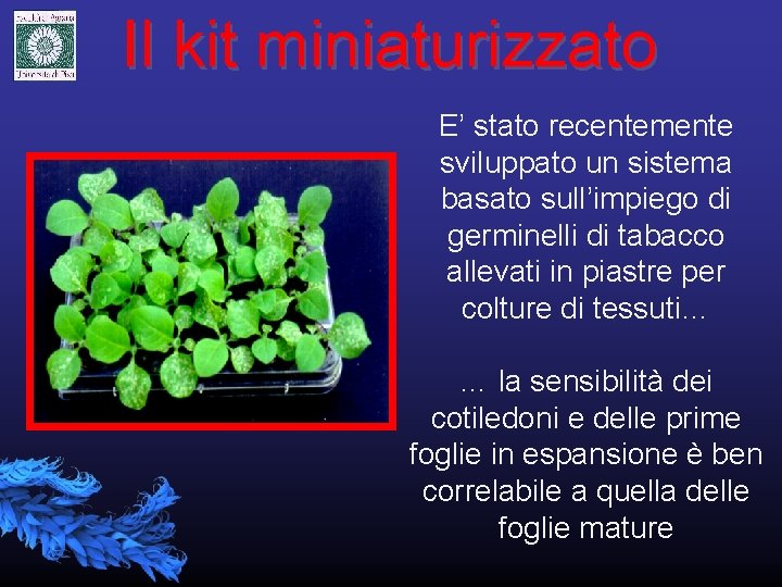 Il kit miniaturizzato E’ stato recentemente sviluppato un sistema basato sull’impiego di germinelli di