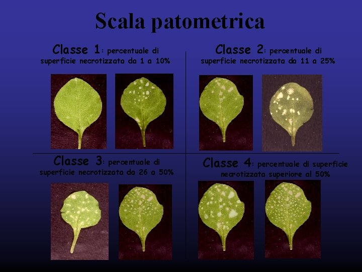Scala patometrica Classe 1: percentuale di superficie necrotizzata da 1 a 10% Classe 3: