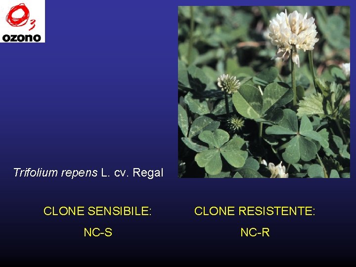 Trifolium repens L. cv. Regal CLONE SENSIBILE: CLONE RESISTENTE: NC-S NC-R 