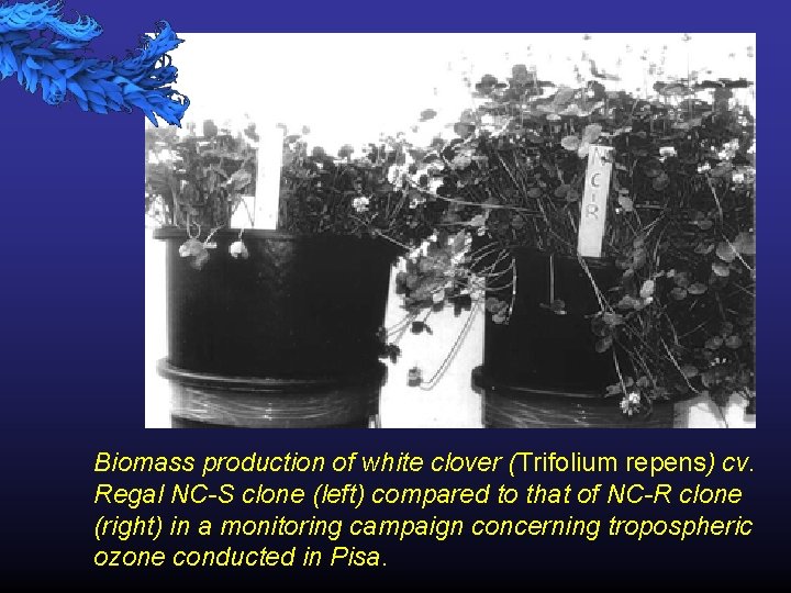 Biomass production of white clover (Trifolium repens) cv. Regal NC-S clone (left) compared to