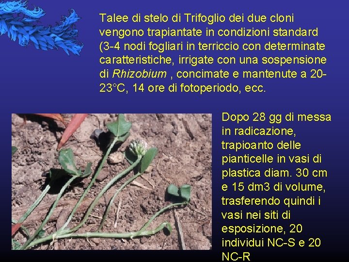 Talee di stelo di Trifoglio dei due cloni vengono trapiantate in condizioni standard (3