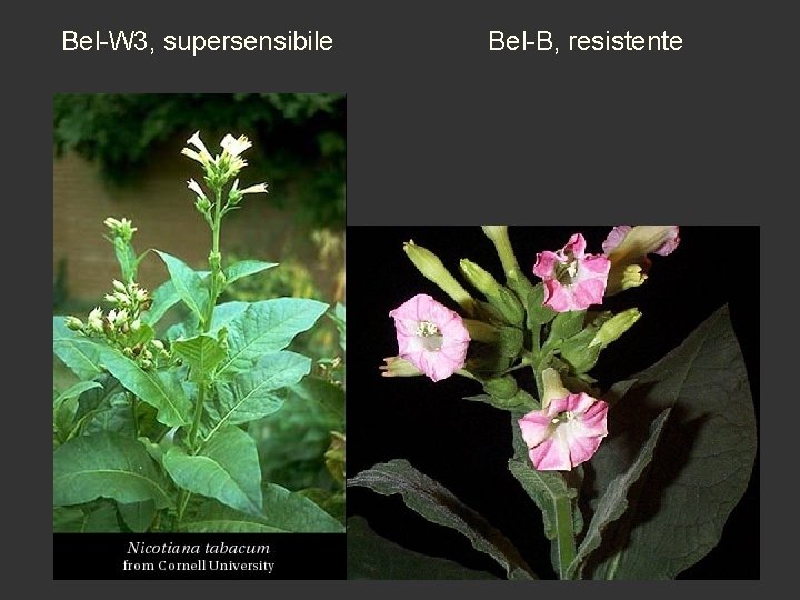 Bel-W 3, supersensibile Bel-B, resistente 